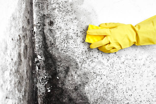 Best Post-Construction Mold Inspection  in Byron, GA