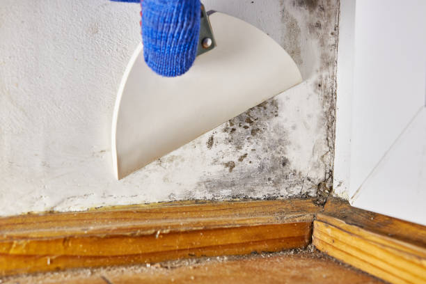 Best Mold Documentation for Insurance Claims  in Byron, GA